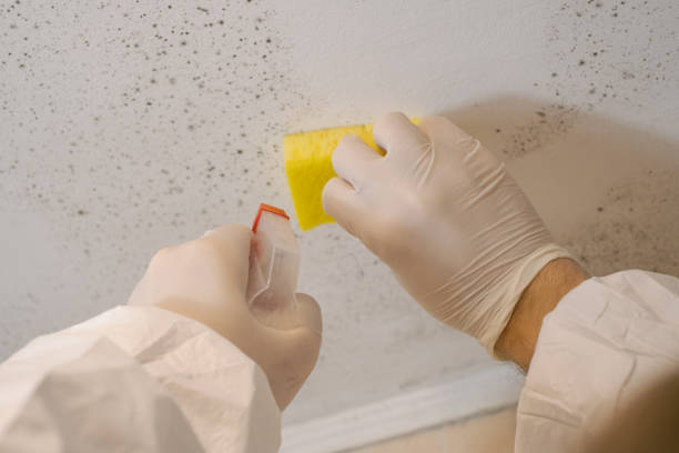 Professional Mold Inspection, Removal & Remediation in Frenchtown, MT